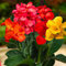 5 x Riesen Canna Pflanzen Kollektion, Mischung aus 5 Sorten, Große Canna Nacktwurzel Pflanzen Stauden aus Holland (kein Samen en nicht winterhart)