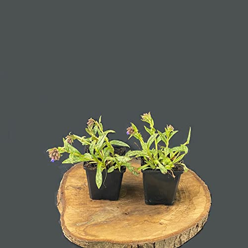 Pulmonaria longifolia blau/Lungenkraut