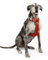 Embark No-Pull-Hundegeschirr einstellbar weich Brustgeschirr einfach sicher Kontrolle bequem für Hunde Haustier, ohne Choke (XL (104-120 cm, Orange)