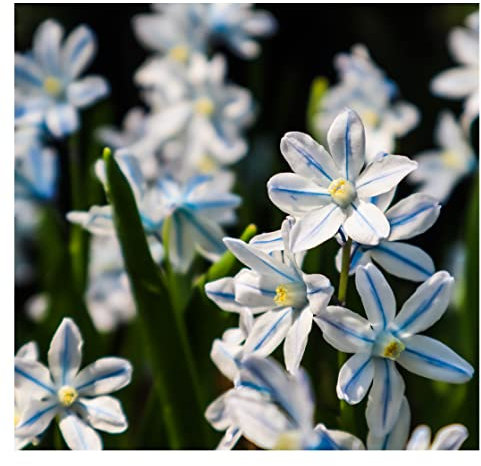 Oliwier's Bulbs 20 x Puschkinia Libanotica Russian Snowdrops Early Spring Flowering Bulbs Blue Garden Perennial Plant