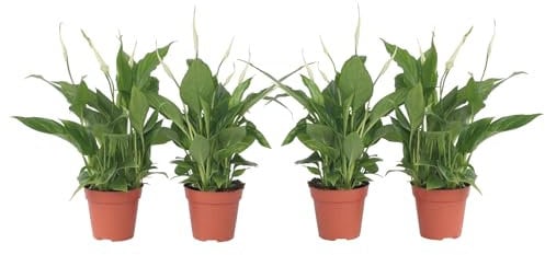 Plant in a Box - Spathiphyllum 'Peace Lily' - Set of 4 - Air Purifying - Houseplant - Pot 12cm - Height 30-40cm