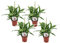 Plant in a Box - Spathiphyllum 'Torelli' - Friedenslilie - Einblatt - Zimmerpflanzen - 4er Set - Topf 12cm - Höhe 30-45cm