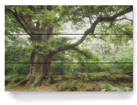 artboxONE Holzbild 45x30 cm Natur Alte Eiche von Künstler Art by Birgit