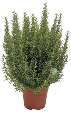 Rosmarino Rosmarinus officinalis pianta aromatica in vaso ø18 cm