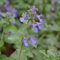 6 x Katzenminze - Nepeta Faassenii Topf 9x9cm: Beliebte Staude mit aromatischem Laub, lockt Katzen und Bienen an.