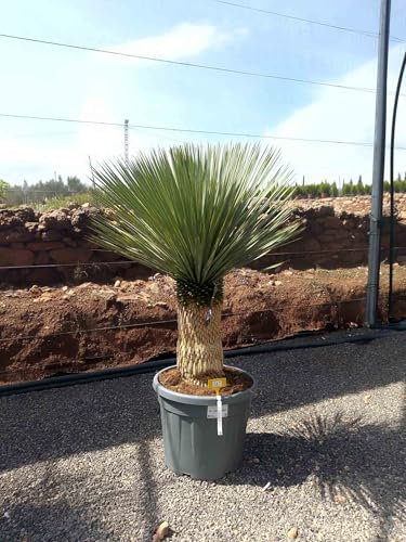 Sunny Tree - Yucca Rostrata - Palm Tree - Trunk Height 40/50 cm - 160 cm - Hardy Palm Lily