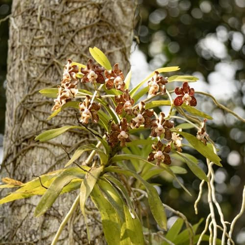 semi di orchidea vanda, piante rampicanti resistenti, piante decorative orchidee parete verde, decorazione vegetale rampicante, fiori da giardino parete vegetale, decorazione del 500pcs