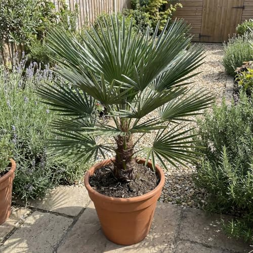 Bloomique - Chamaerops Humilis Vulcano - Palma nana - Piante da giardino - Resistenti - Altezza 50-70 cm - Vaso 24 cm