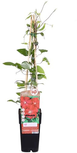 Clemátide - Clematis - Embellece tu Entorno con esta Planta Natural de Exterior