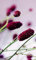 Vlies Fototapete LILA BLUME 150 x 250 cm | Vliestapete - Wandtapete inklusive Kleister | PREMIUM VLIES QUALITÄT