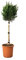 KENTIS - Cupressocyparis Leylandii - Cyprès de Leyland - Plantes d'Extérieur - Plante de Jardin - H 80-100 cm Pot Ø 22 cm