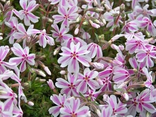 Phlox Subulata 'Candy Stripe' Creeping Perennial (Large) Plug Plants Pack x6