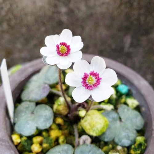 300 pcs leberblümchen pflanze samen bonsai topf hochbeet für balkon Hepatica nobilis, winterharte stauden bienen wiese balkonpflanzen winterhart blumen deko robuste balkonpflanzen