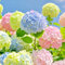 Hortensie, Hortensienpflanze,hydrangea paniculata-winterharte mehrjährige Zwiebelblume, geeignet für die Gartenbepflanzung-D-1 zwiebeln
