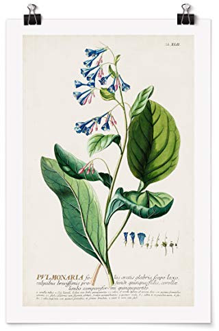 Bilderwelten Poster - Vintage Botanik Illustration Lungenkraut Matt 30 x 20cm
