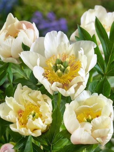 Pfingstrose 'Prairie Charm' ab 80 cm Topf Paeonia duftend winterhart Staude