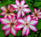 CXXFGFT.Bulbos de clemátide.Escalada Clematis Planta.Planta Clematis .Planta clemátide.flores perennes resistentes-4 Bulbos-E