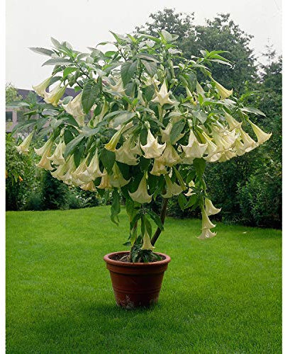 Bianco Semi, Brugmansia Angelo Trombe, Semi Bonsai Fiore 10 Particelle/Lotto