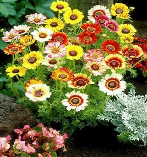 Buy4seeds Painted Daisy Rainbow Mix - 250 Seeds - Chrysanthemum Carinatum - Annual Flower