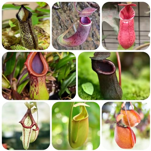 carnívora Nepenthes Decoraciones de jardín raras exteriores Carnívoro colgantes, decorativas balcones. de oficina hoja perenne jardín perennes 200semillas