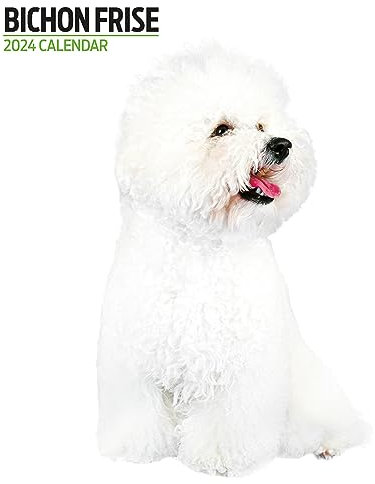 Bichon Frise Moderner Kalender 2024