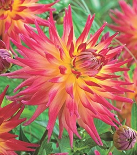 Kaktus Dahlien Großblütig Electric Flash Knolle Blumenzwiebel (1)