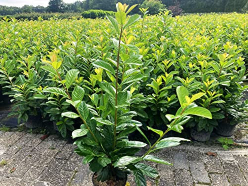 10st. Kirschlorbeer Rotundifolia 80-90cm im Topf Buschige / Mehrtriebig Pflanzen reine Pflanzenhöhe Prunus laurocerasus Lorbeer schnellwachsend Heckenpflanzen, Grün