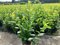 10st. Kirschlorbeer Rotundifolia 80-90cm im Topf Buschige / Mehrtriebig Pflanzen reine Pflanzenhöhe Prunus laurocerasus Lorbeer schnellwachsend Heckenpflanzen, Grün