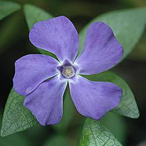 6x Jungfernkraut Immergrün 'La Grave' (= 'Bowles Variety') - Vinca minor ‘La Grave’ (= ‘Bowles Variety’) - Kleincontainer 9x9cm