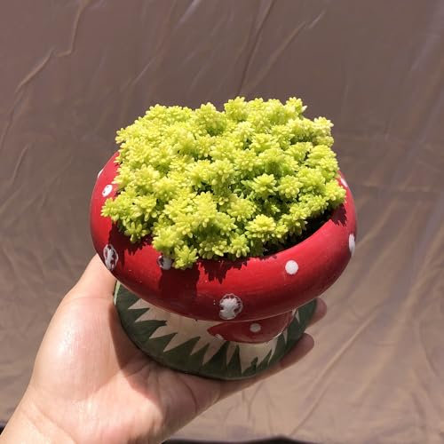 50 pcs mauerpfeffer winterhart samen - Sedum acre - bodendecker pflanzen winterhart, balkonpflanzen mauerpfeffer pflanzen pflanzen für garten, bienenweide pflanzen samen indoor, balkon