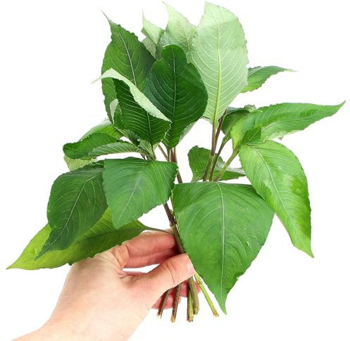 k2aqua Hygrophila Corymbosa Loose Plants Freshwater Tropical Aquarium Plant Fast Growing Easy Care