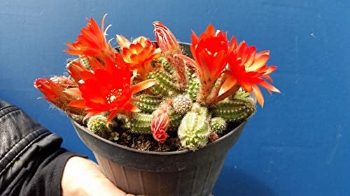 Portal Cool Echinopsis Chamaecereus Ex Chamaecereus Silvestrii Pianta Cactus 1 V 14