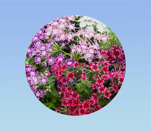 500 graines phlox twinkles - fleurs étoilées - Drummond de phlox Twinkle étoiles - graines Phlox Drummonda - phlox rampant, fleurs de massifs, bordure ...