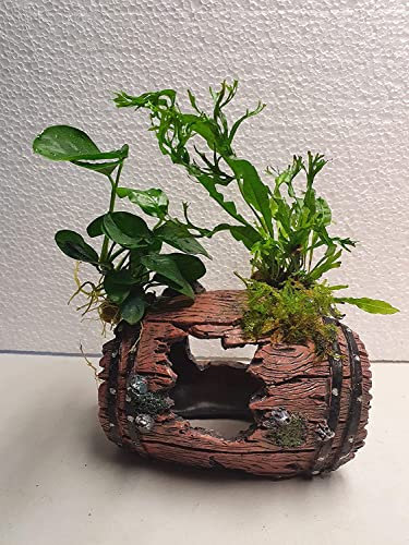 Sahawa Garnelenbäumchen Polyresin Kunstharz Deko bepflanzt mit echten Wasserpflanzen von Tropica Anubia,Moos und Farn Aquarium Deko (Fass)