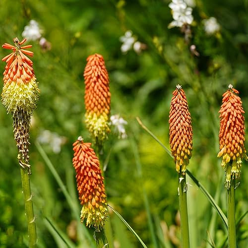 10 pcs Kniphofia winterhart samen - robuste balkonpflanzen winterhart Fackellilie,Kniphofia uvaria, winterharte pflanzen für garten bloom bienenfreundliche blumensamen pflanzenkübel