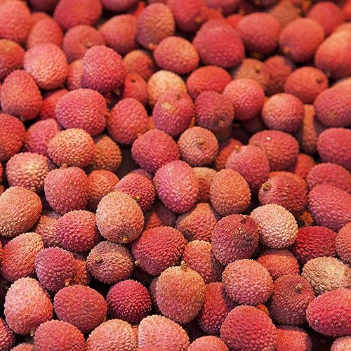 5 Pcs Litschi Samen, Bonzai Baum Pflanztopf Winterharte Kübelpflanzen (Litchi Chinensis) Frisches Obst Topfpflanzen Draußen Winterhart Bäume Garten Winterhart Pflanze Obstbaum Ausgefallene