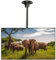 Universal TV Stand, TV Ceiling telescopic Bracket - Height Adjustable Monitor Ceiling Mount, for 32-60 inch LCD LED Plasma TVs, VESA 600x400 Capacity 75kgs (Size : L 2M) (L 2M)