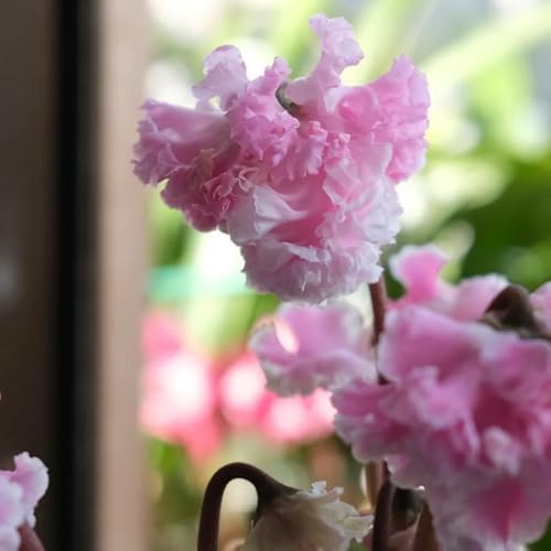 Semi di ciclamino - per luoghi soleggiati Ciclamino persico, acquistare un ciclamino resistente invernali per esterno resistenti per il giardino 80pcs