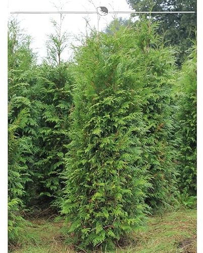 Thuja plicata Atrovirens 140-160 cm. 15 Heckenpflanzen. Sichtschutz Hecke