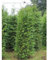 Thuja plicata Atrovirens 140-160 cm. 15 Heckenpflanzen. Sichtschutz Hecke