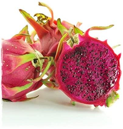 Plante de DRAGON FRUIT ROUGE 'Pitaya' Hylocereus Costaricensis en pot - h. 70/80 cm