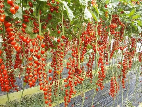 SeedsUP - 50+ Seeds Vine Tomato - Vegetable Red