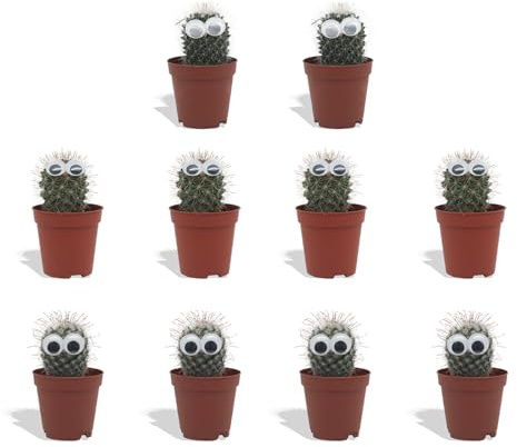 DutchLeafs Mini-Kakteen mit Augen Mix 10 Stück - Topf 5,5 cm - Kleine Pflanzen Mischung Kakteen Starter Set Pflegeleichte Zimmerpflanzen - Höhe 8-15 cm