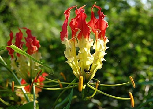 Ruhm Lily (Gloriosa superba) KLETTERN LILY - 10 Frische Seed