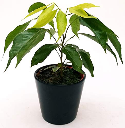 POWERS TO FLOWERS - LITCHI, PIANTA DA FRUTTO, CILIEGIO NANO, vaso 12cm, pianta vera