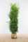 Lebensbaum ‚Brabant‘ – Thuja occidentalis – Heckenpflanze – Auswahl der Höhe 60–225 cm – immergrün & schnell wachsend – ideal für dichte Hecken und Sichtschutz (Variante 160-180cm)
