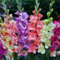 Bulbi di gladiolo. Piante di gladiolo di colori misti. Perenne resistente al freddo.Ricca di colori di fiori.Alto valore ornamentale.-5 bulbi-A