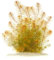 Myriophyllum sp. Roraima - Roraima-Tausendblatt in vitro XL - 8,5cm Bechergröße - Hintergrund Wasserpflanzen für Aquarien