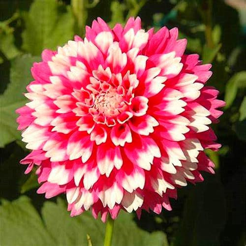 Dahlienzwiebel,Winterhart Mehrjährig, Leuchtend Und Attraktiv,Dahlien-Pompons,Eine Zwiebelpflanze Mit Langer BlüTezeit,GroßEn BlüTen, Dahlien Knollen Winterhart-2zwiebeln-D