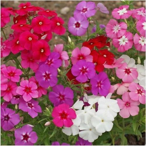 Pacchetto di 1.500 semi, Jährliche Phlox Miscela (Phlox drummondii)